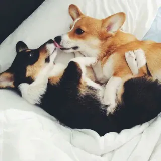😙 corgi, anjing, binatang, hewan peliharaan, imut, tempat tidur, cinta telegram sticker