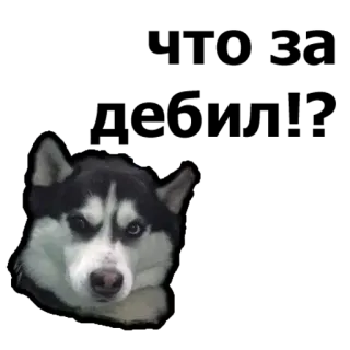 😒 dog, husky, animal, pet whatsapp sticker