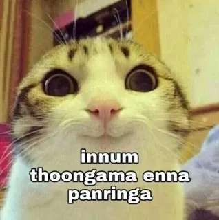 😁 innum thoongama enna panringa gato, engraçado, meme, animal telegram sticker