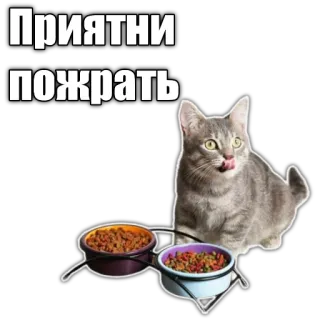 🍜 Приятни пожрать cat, food, eating, pet, animals telegram sticker