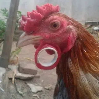 🐔 telegram sticker