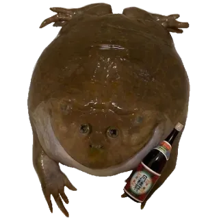 ❤️ rã, licor, garrafa, engraçado, animal, anfíbio, meme, rã-touro africana whatsapp sticker