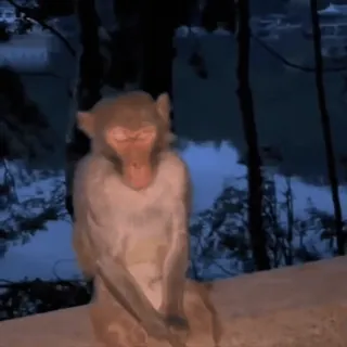 😕 monkey, primate, animal, wildlife, nature whatsapp sticker
