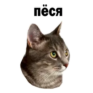 😕 пёся gato, animal, animal de estimação, animal doméstico, gato cinza whatsapp sticker
