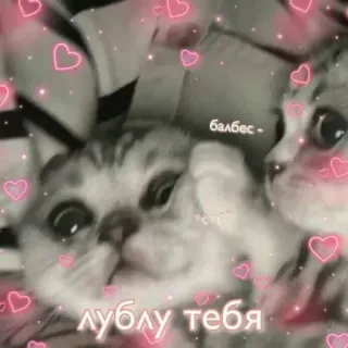 ❤️ балбес -
луƃлю тебя chat, chats, amour, coeur, mignon, animal, animal de compagnie whatsapp sticker