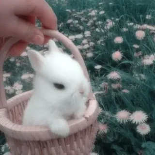🌟 bunny, rabbit, animal, cute, pet, basket whatsapp sticker