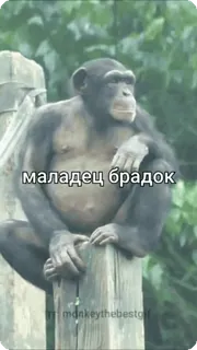 🌟 маладец брадок monkey, animal, ape, chimpanzee telegram sticker