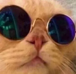 🐱 chat, lunettes de soleil, animal, animal de compagnie, cool, mème telegram sticker