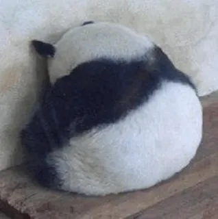 🐼 Panda, Animal, Lindo, Oso, Durmiendo telegram sticker