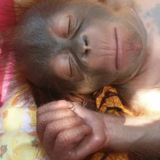 😴 animale, cucciolo orangutan, sonno, carino whatsapp sticker