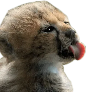 💋 cheetah, cub, animal, cute, wildlife, baby cheetah whatsapp sticker