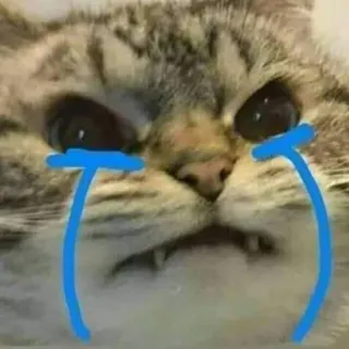 😾 猫, 泣く, 悲しい, ミーム, 動物, ペット telegram sticker