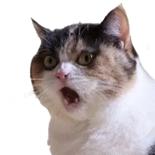 😏 고양이, 충격, 놀람, 웃긴, 동물 telegram sticker