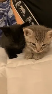 🥺 kitten, kat, dieren, huisdier, lief, schattig, huisdieren, babykatjes whatsapp sticker