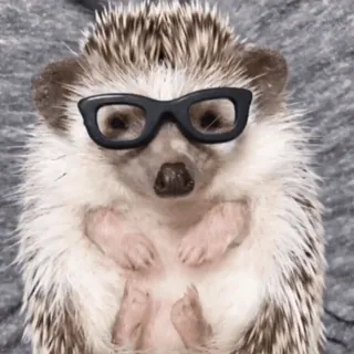 🤩 landak, kacamata, binatang, lucu, hewan peliharaan, kocak telegram sticker
