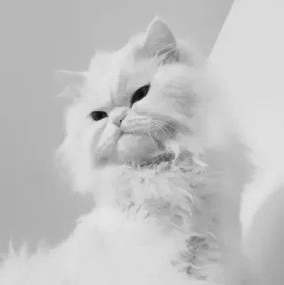 🖇 cat, white cat, persian cat, fluffy cat, pet, animal, domestic animal telegram sticker