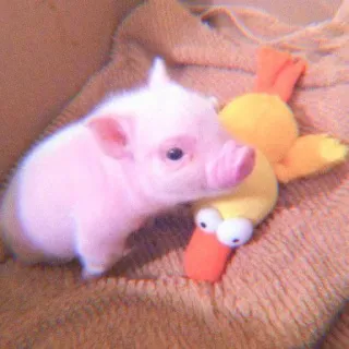 🐽 piglet, pig, animal, cute, pet, toy telegram sticker