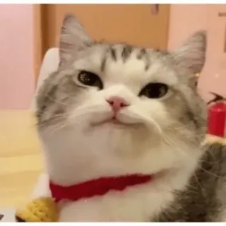 😏 cat, animal, pet, cute, domestic, feline telegram sticker