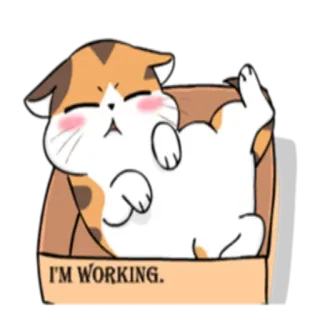 😴 I'M WORKING. кот, ленивый, работа, коробка, милый, животное telegram sticker