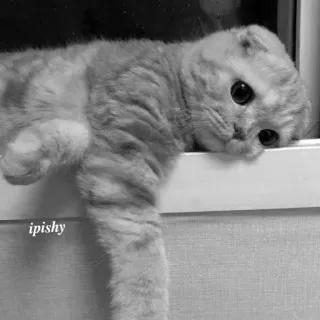 🕸 ipishy 猫, 苏格兰折耳猫, 可爱, 动物, 宠物 telegram sticker