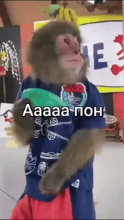 💀 Ааааа пон monyet, lucu, meme, binatang telegram sticker