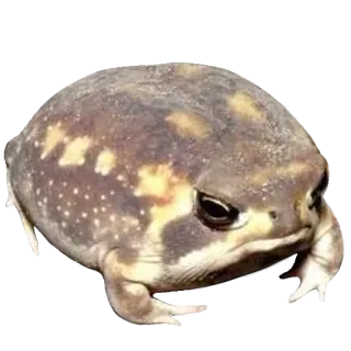 ❤️ rã, animal, rã-do-deserto, fofo, anfíbio whatsapp sticker