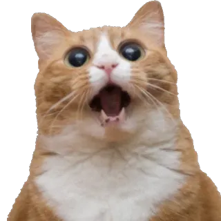 😵 cat, orange, shocked, animal, surprised telegram sticker
