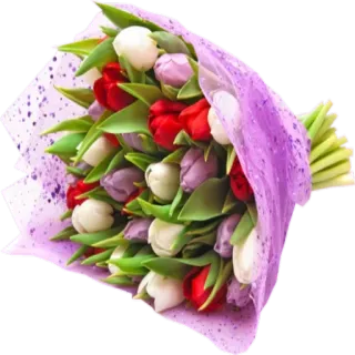 🌺 bouquet, tulips, flowers, floral, gift, spring, purple, red, white telegram sticker