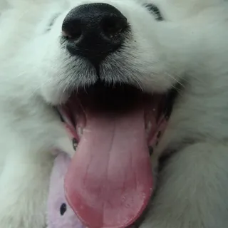 ❤️ Hund, Haustier, Säugetier, Tier, Hund, süß, Haustier telegram sticker