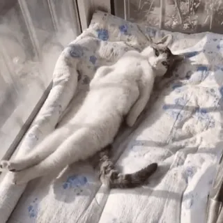 😽 кот, питомец, ленивый, животное, кошачий, белый whatsapp sticker