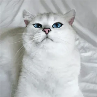 🌝 gato, gato branco, olhos azuis, animal de estimação, animal, fofo whatsapp sticker
