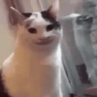 😁 cat, pop cat, meme, animal telegram sticker