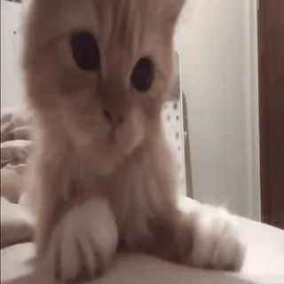 🐈 кот, котенок, домашнее животное, животное, милый, домашнее животное, млекопитающее whatsapp sticker