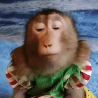 😇 macaco, animal, primata, fofo, macaco vestido, fantasia whatsapp sticker