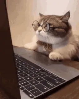 💻 gatto, computer, occhiali, animale, portatile, animale domestico telegram sticker