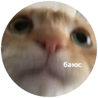 🥺 баюсь kat, meme, grappig, dier whatsapp sticker