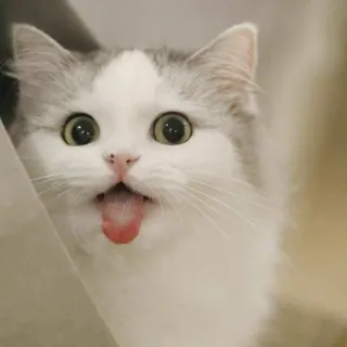 😛 chat, animal, animal de compagnie, mignon, langue, doux, chat blanc, joyeux, yeux whatsapp sticker