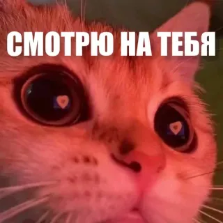 😍 СМОТРЮ НА ТЕБЯ cat, meme, pet, eyes, sticker, animal telegram sticker