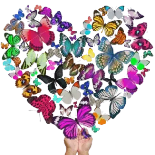 ♥️ vlinder, vlinders, hart, kleurrijk, insecten telegram sticker