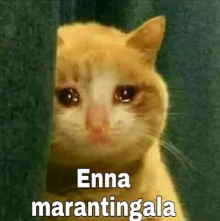 🙁 Enna marantingala gato, triste, meme, chorando, animal, animal de estimação telegram sticker