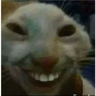 😂 cat, meme, animal, funny, smile telegram sticker