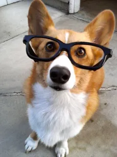 🤓 corgi, anjing, kacamata, hewan peliharaan, hewan, imut telegram sticker