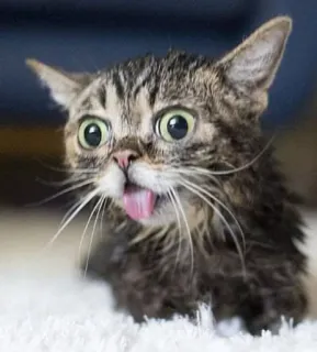 😱 gato, animal, mascota, gracioso, tonto, lengua, lindo telegram sticker