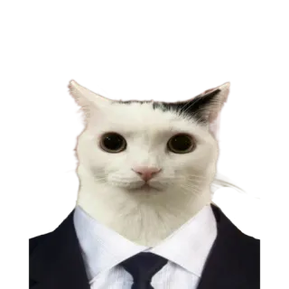 👨‍⚖️ 고양이, 정장, 넥타이, 동물, 밈, 웃긴 telegram sticker