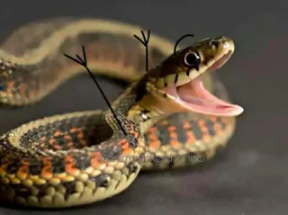 😆 Schlange, Tier, Reptil, offener Mund whatsapp sticker