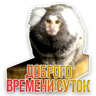 🐒 ДОБРОГО
ВРЕМЕНИ СУТОК monkey, cute, animal, marmoset, доброго времени суток, good time of day, greeting telegram sticker