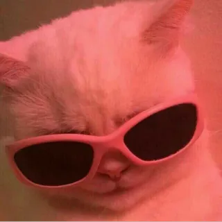 😎 Katze, Sonnenbrille, coole Katze, Tier, Haustier telegram sticker