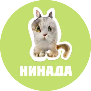 😢 НИНАДА gatto, carino, adesivo, divertente, animale, meme whatsapp sticker