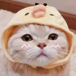 ❤️ chat, mignon, animal, animal de compagnie, chaton, jaune whatsapp sticker