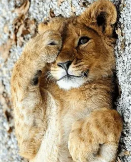👼 львёнок, детеныш, животное, дикая природа, млекопитающее telegram sticker